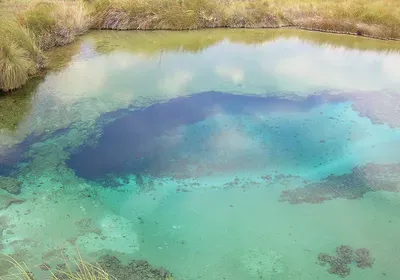 A Lost Microbial World the scientist